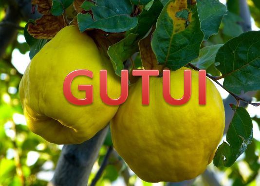 Pomi fructiferi La Ghiveci (Gutui )