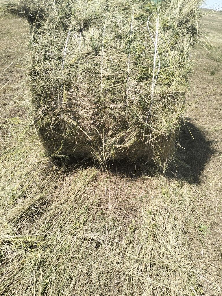 Продаётся сено житняк, луговое