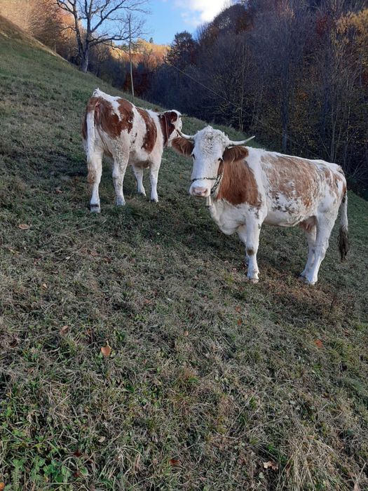 Vaca gestanta 4 ani si juninca 1 an