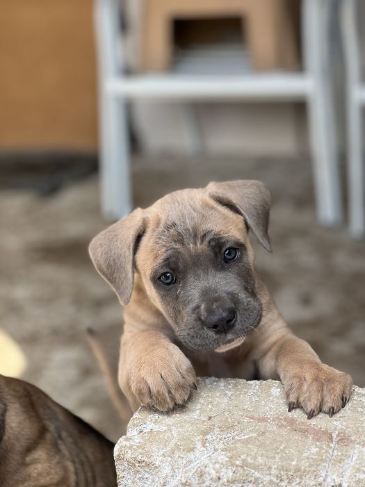 Кане Корсо/Cane Corso