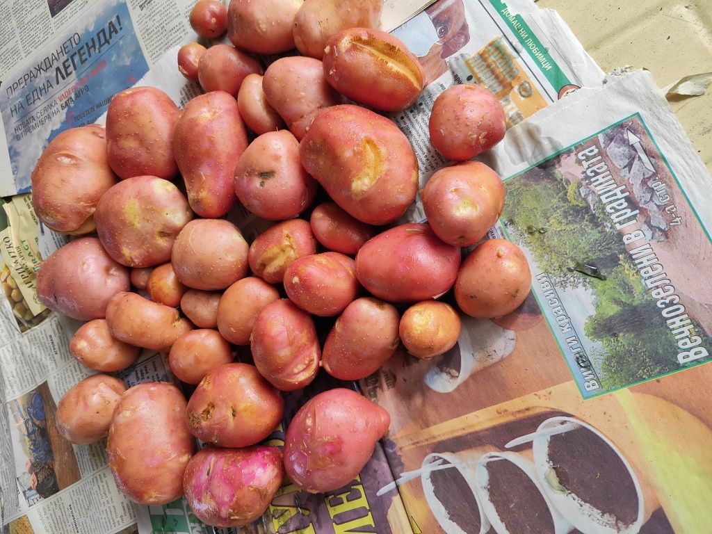 Пресни картофи сорт Бела Роса