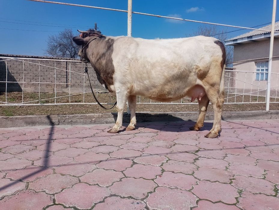 Сигир сотилади она бола