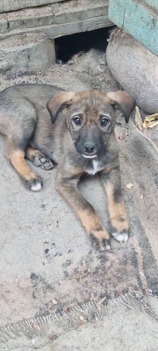 Верный друг и охранник