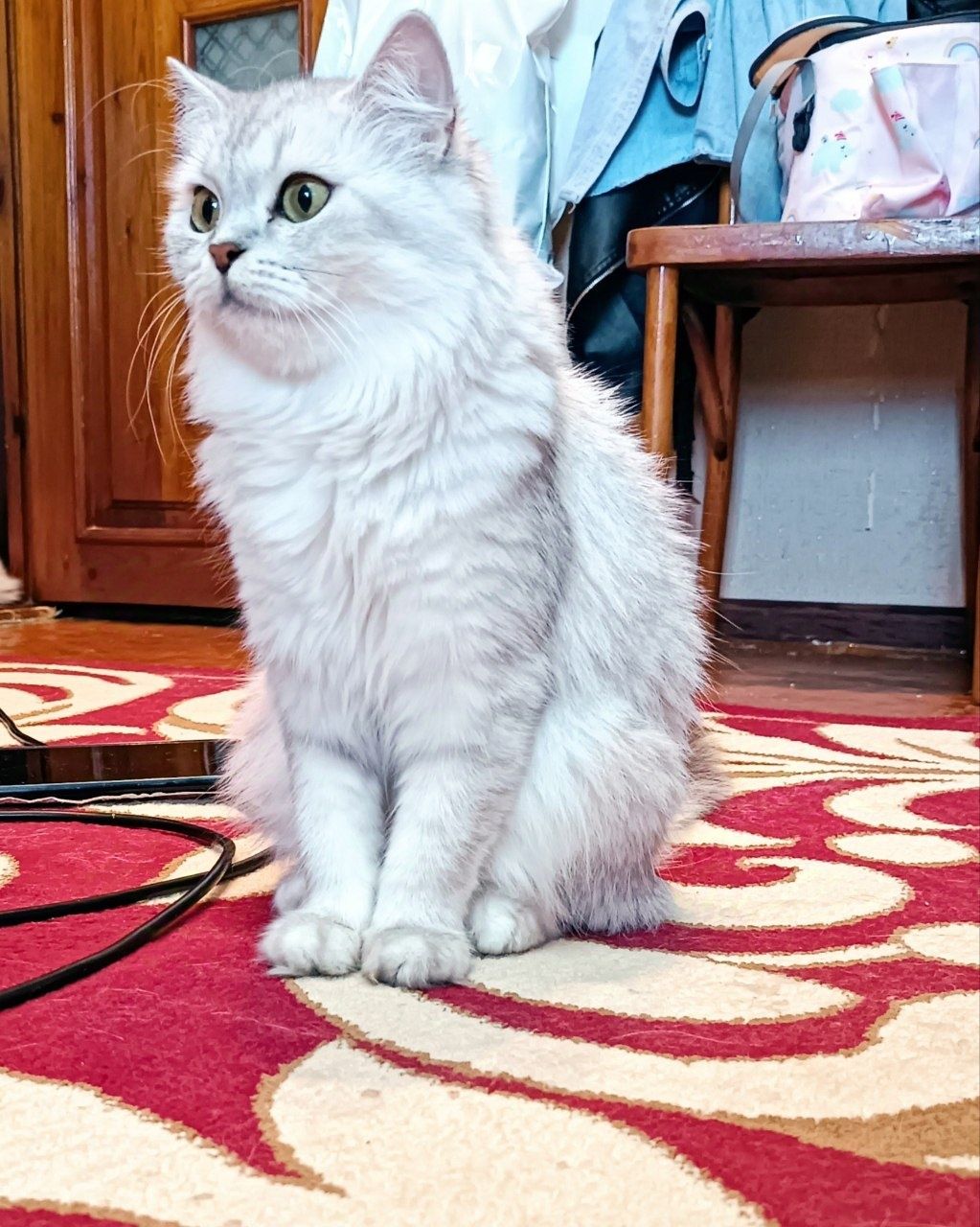 Шиншила серебристая хейленд фолд кошка