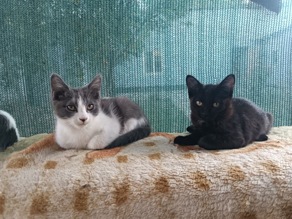 Котята игривые гладкошерсткие