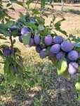 Prune de masă și borhot