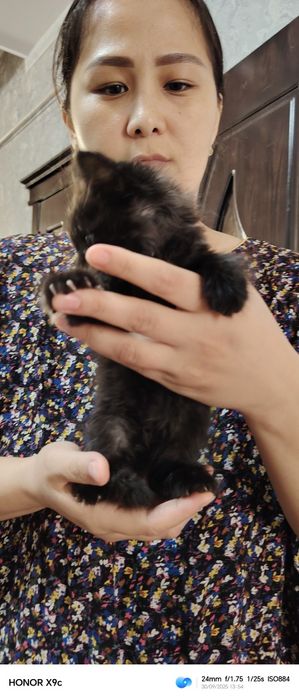 Продам котёнка не дорого мальчик