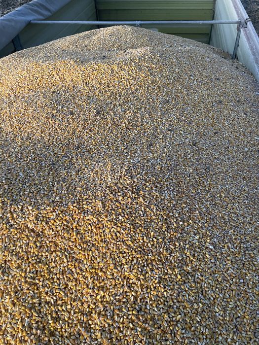 Vand porumb irigat-Buzau