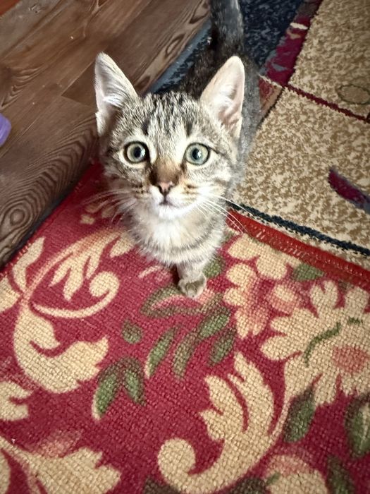 Котенок ищет дом