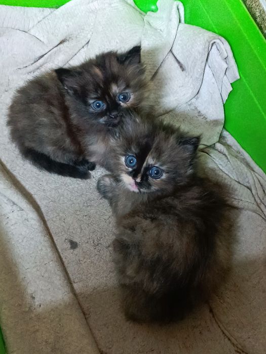 Отдам котят девочки