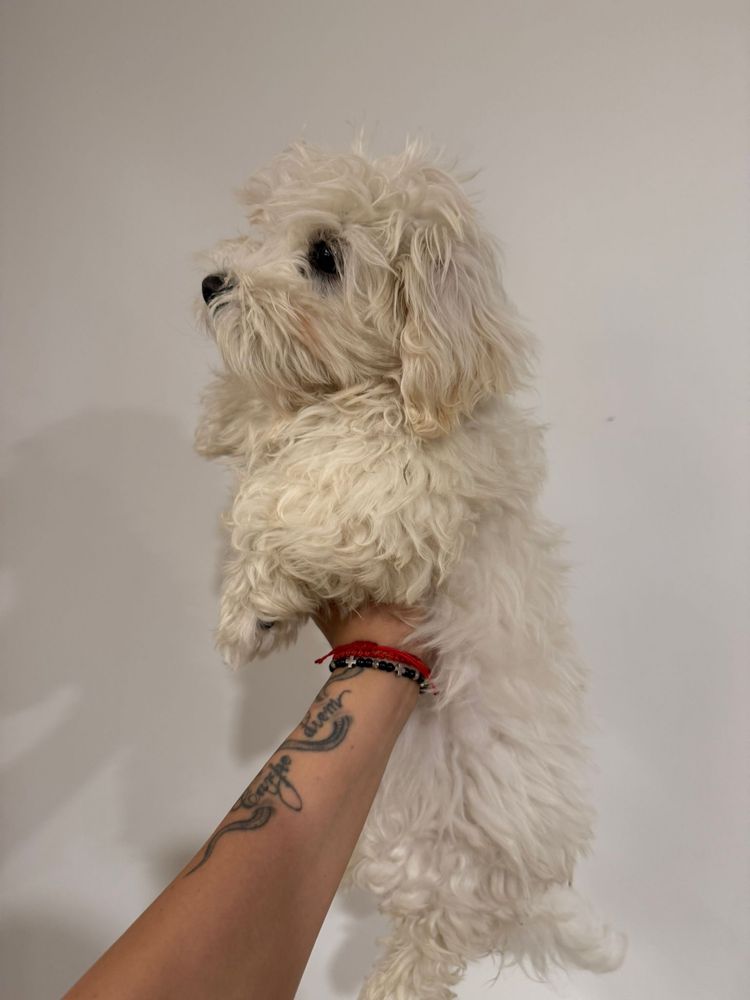Spre Adoptie Bichon Maltezze