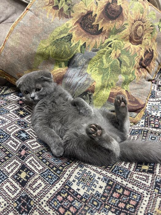 продается котенок Скоттиш Фолд