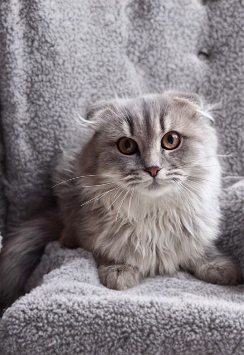 Шотландский малыш с благородной душой ищет заботливую семью!