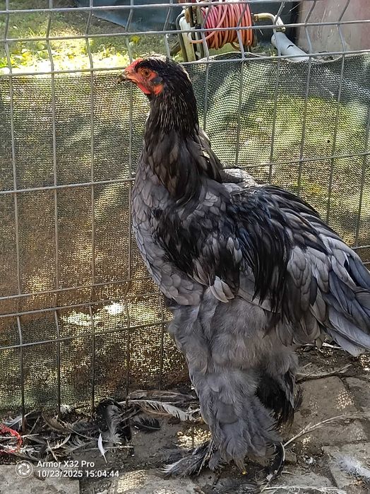 Vând găini brahma albastru din 2025 și cocosi diferite culori