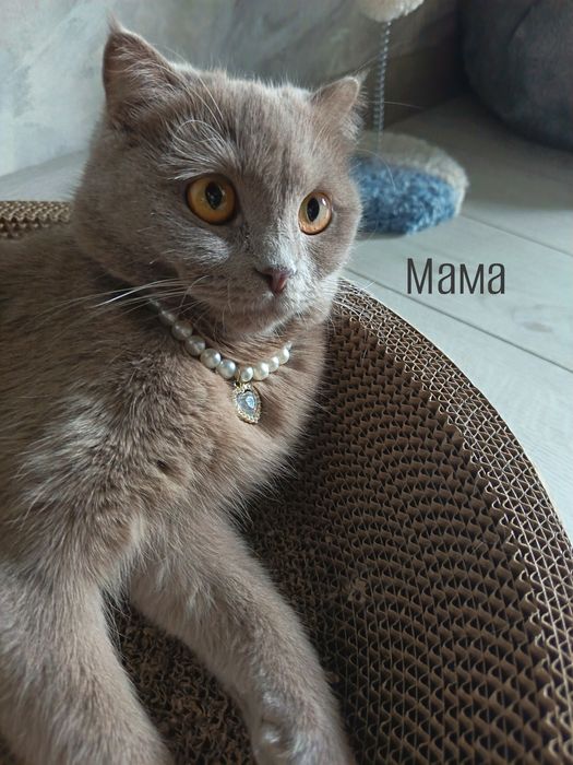Продаются котята британской породы. Мальчик и девочка