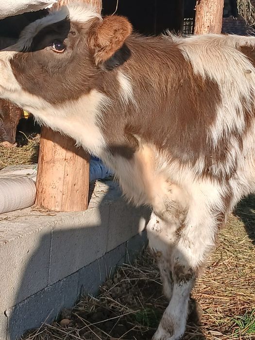 Vând vitea înțărcată de 3 luni