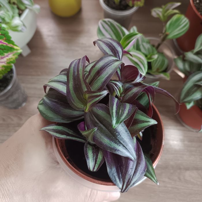 Комнатные растения.