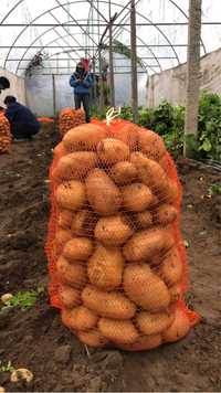 Cartof Carera productie 2024