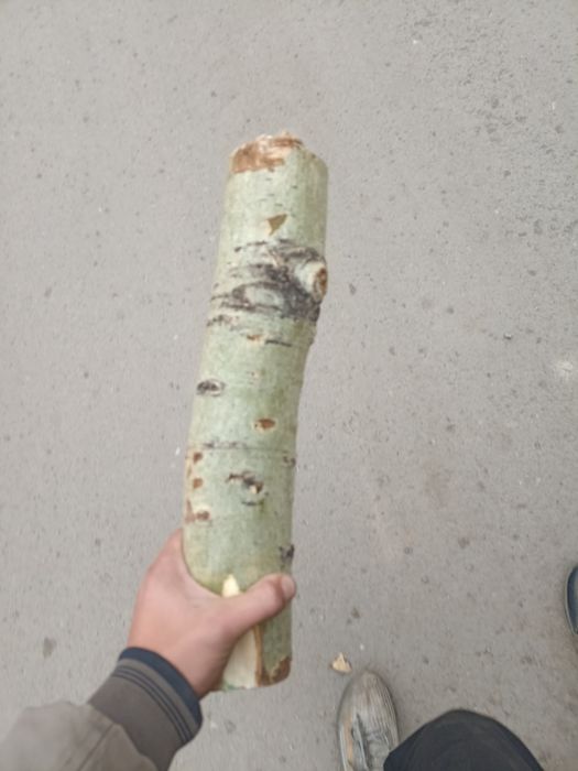 Продам чурку тополь