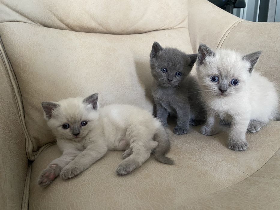Продается котята скоттиш страйт