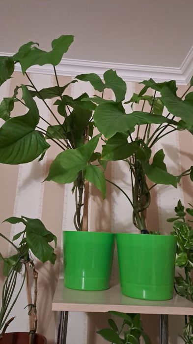 Комн. растения 4500тг