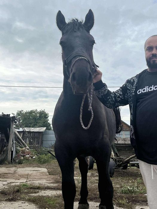 Cai și mânji de vanzare