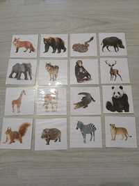 Cartonașe plastifiate cu animale sălbatice