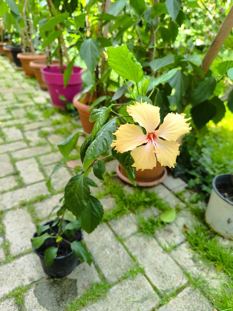 Hibiscus trandafir japonez