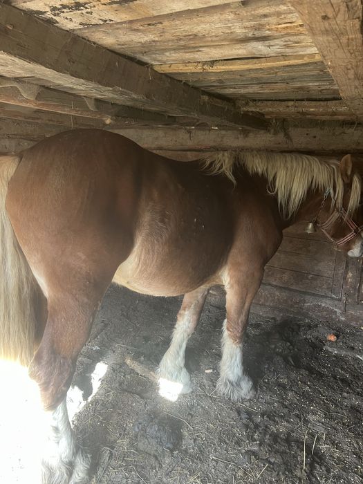 Vând armasar sau schimb cu iapa