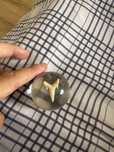 Vand dinte de rechin intr un geam securizat