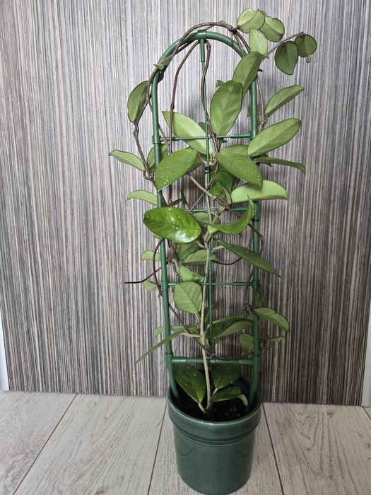 Hoya Carnosa, Lacrima Maicii Domnului cu pedunculi