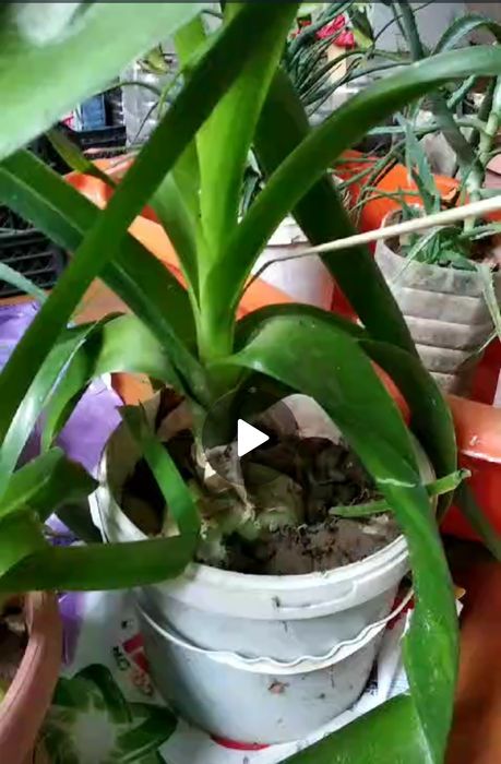 Индийский лук, лечебное растение