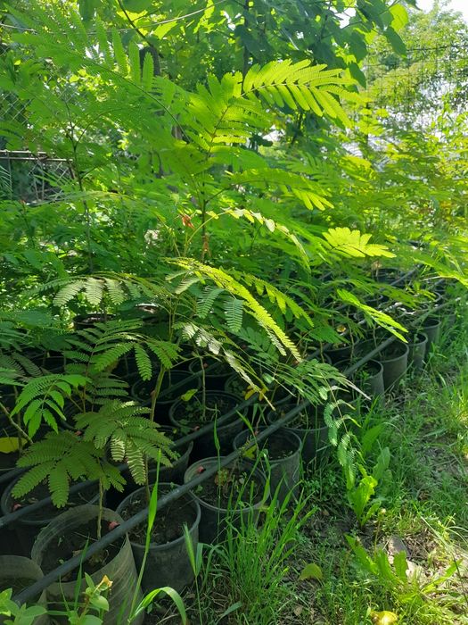 Paulonia tomentosa și arbori de matase