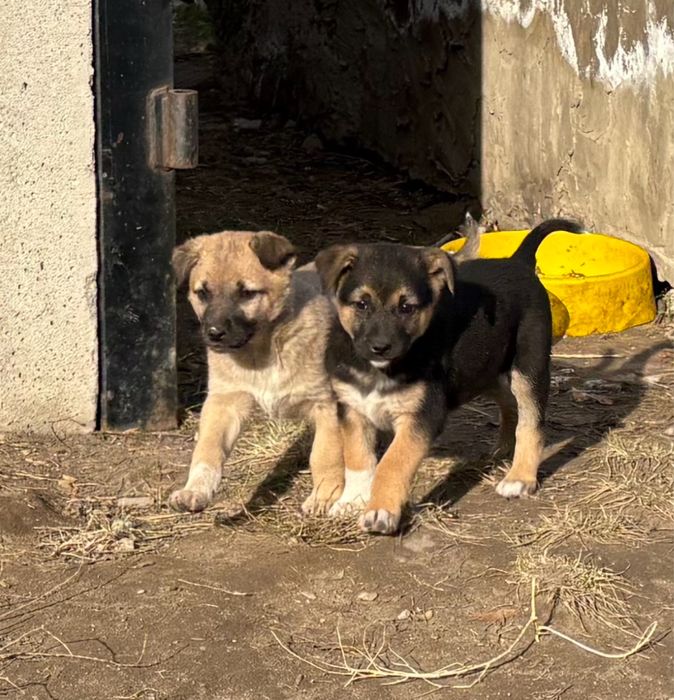 Щенки щенки срочно срочно