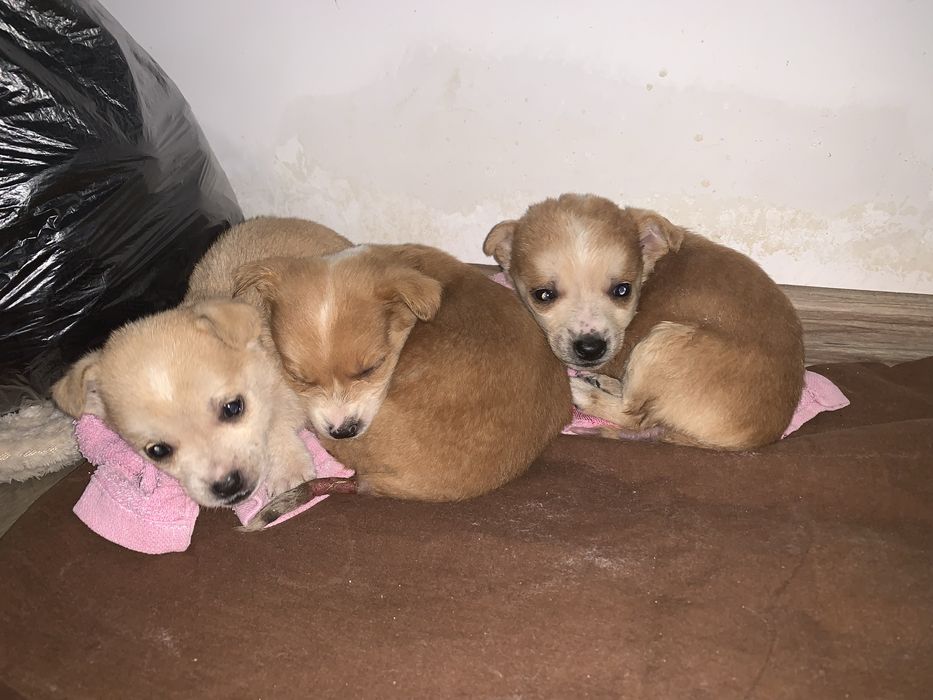 Catelusi mici aruncati, o luna jumate, aruncati pe strada