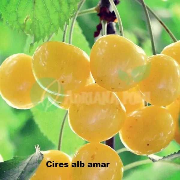 Pomi fructiferi-Cires Amar ( Negru, Roz si Alb)