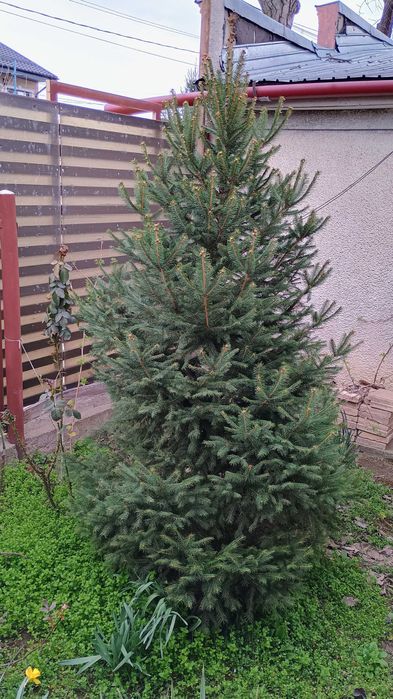 Brad de Craciun cu sau fara radacina