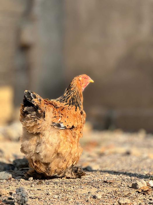 Продаются куры породы БРАМА