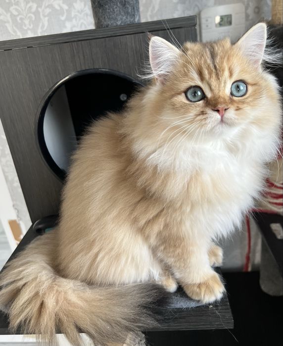 British golden cu pedigree