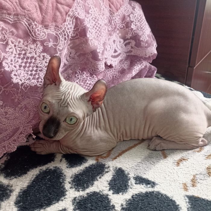 Продам девочку канадский сфинкс