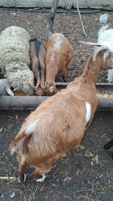 Schimb capre/iede cu oi