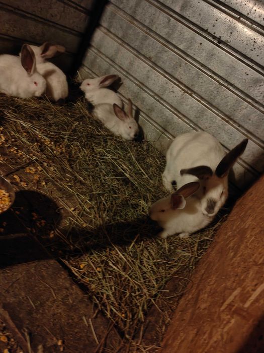 Pui uriaș de Transilvania