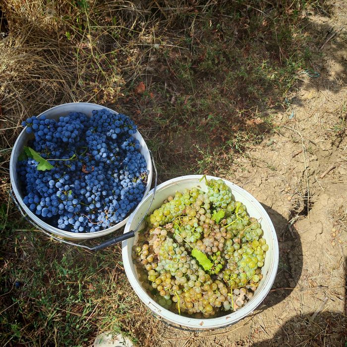 Vând struguri de vin altoit