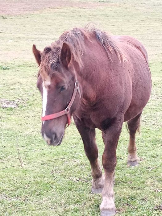 Vând mânz 1 an și 4 luni
