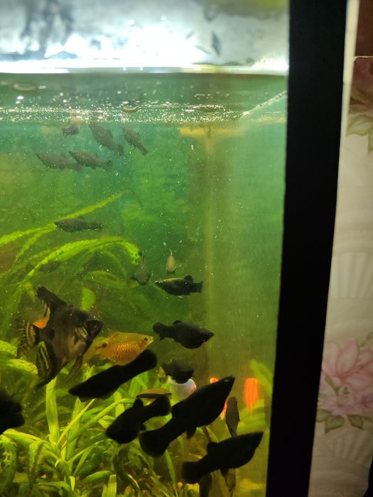 Продам аквариумные рыбки