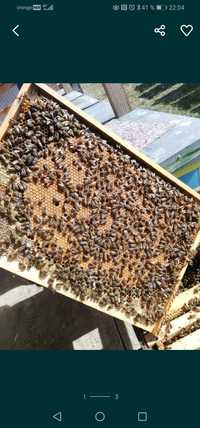 Familii de albine schimb cu motocositoare