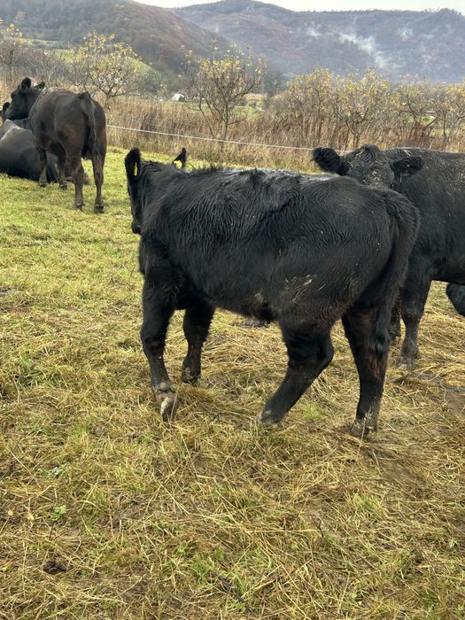 Vand 4 masculi si o femela angus