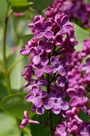 Liliac parfumat cu floare batuta