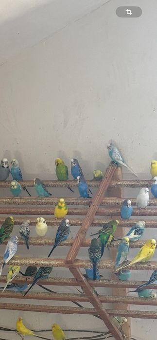 Vând peruși semistandard