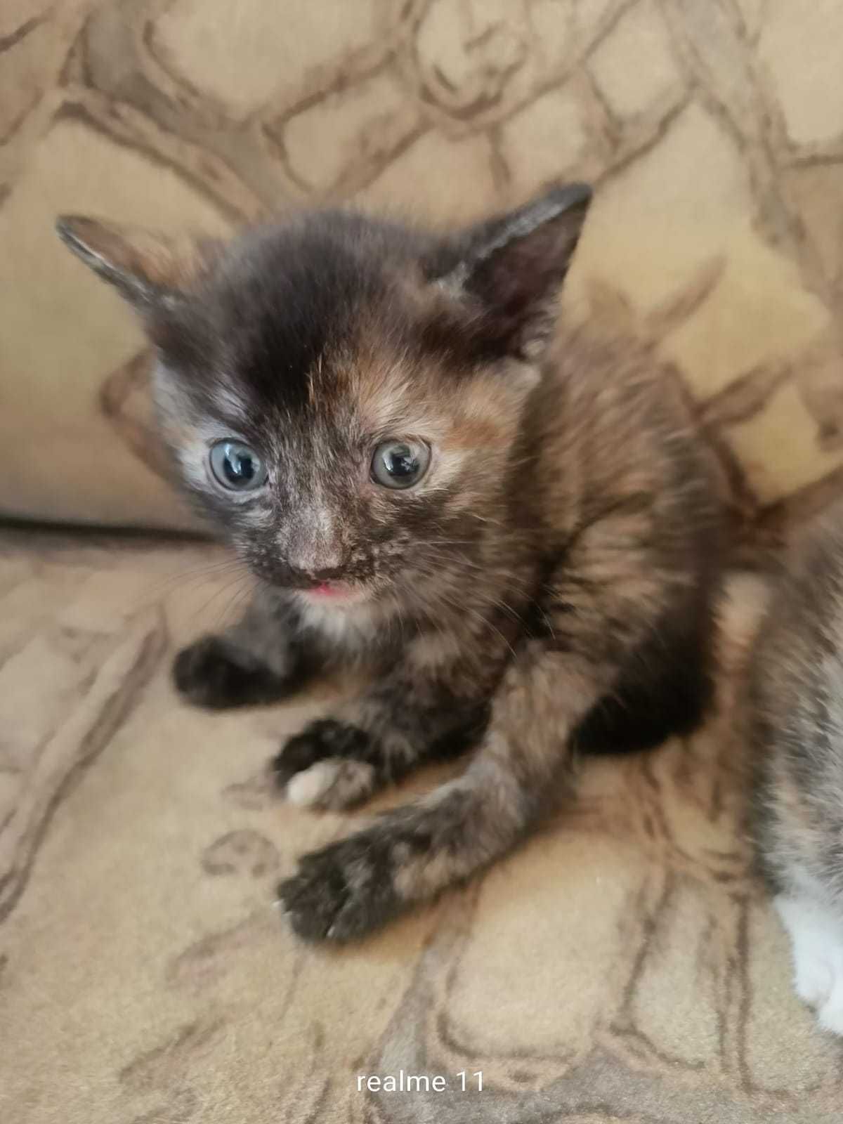 Отдам котят в добрые руки